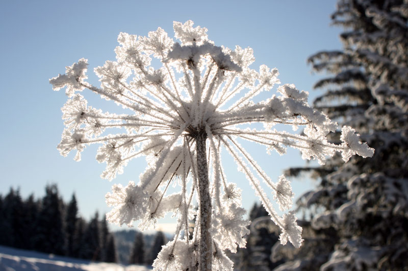 Résidence les Soldanelles Praz de Lys