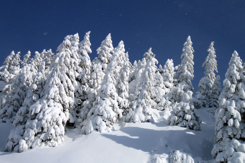 Résidence les Soldanelles Praz de Lys