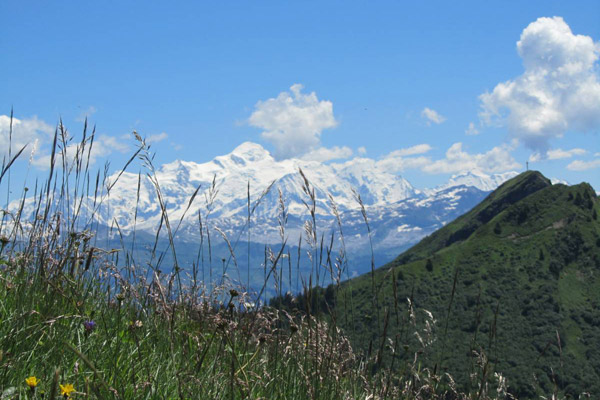 Les Soldanelles location appartements au Praz de Lys