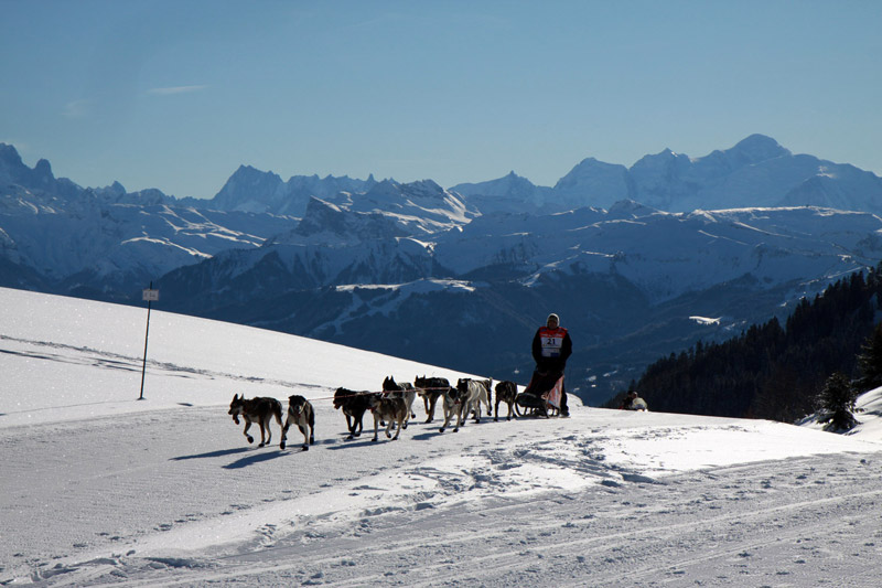 Les Soldanelles au Praz de Lys en Haute Savoie (74)