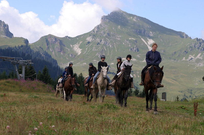 Les Soldanelles au Praz de Lys en Haute Savoie (74)