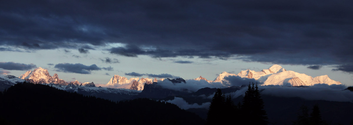 Les Soldanelles au Praz de Lys en Haute Savoie (74)