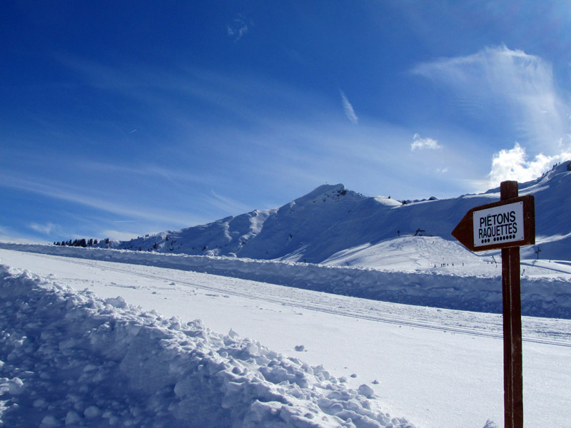 Les Soldanelles Praz de Lys Haute Savoie (74)