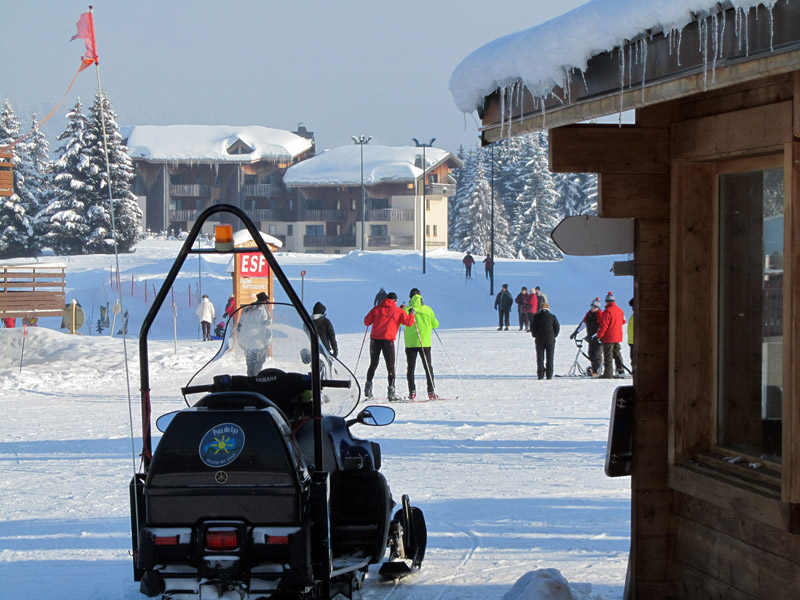 Les Soldanelles au Praz de Lys en Haute Savoie (74)