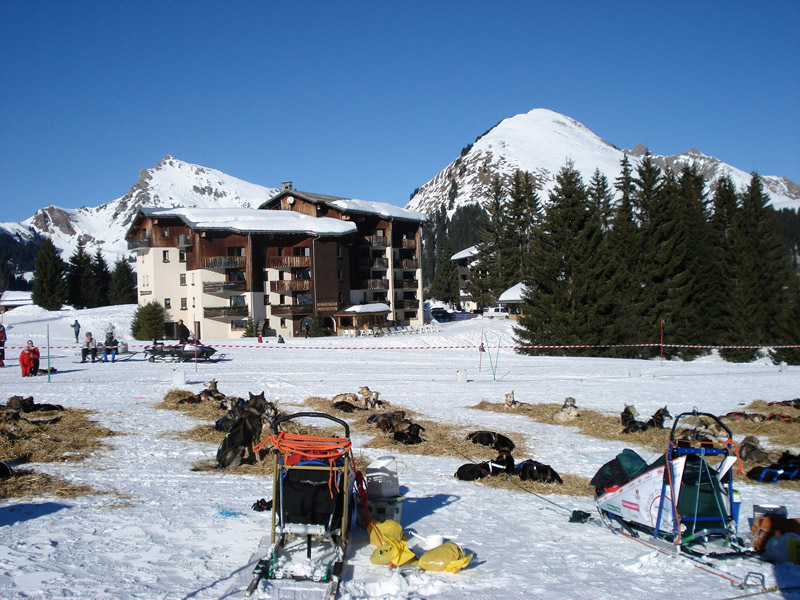 Les Soldanelles au Praz de Lys en Haute Savoie (74)