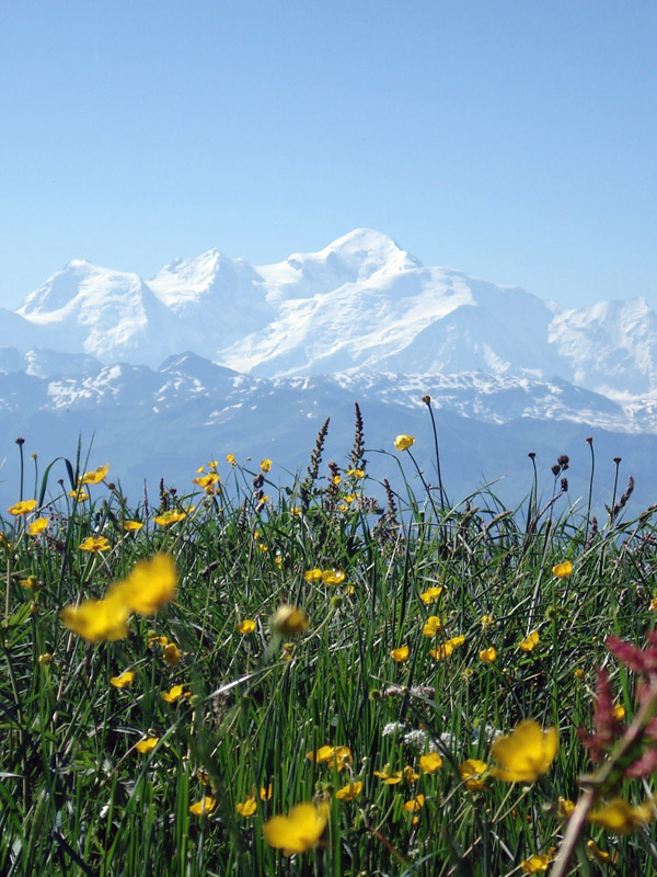 Les Soldanelles Praz de Lys Haute Savoie (74)