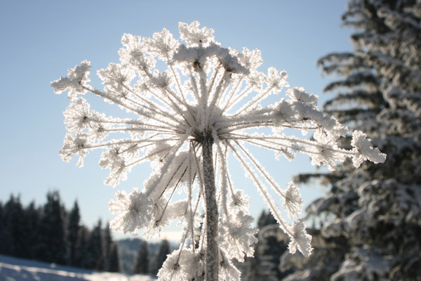 Rates Les Soldanelles Praz de Lys